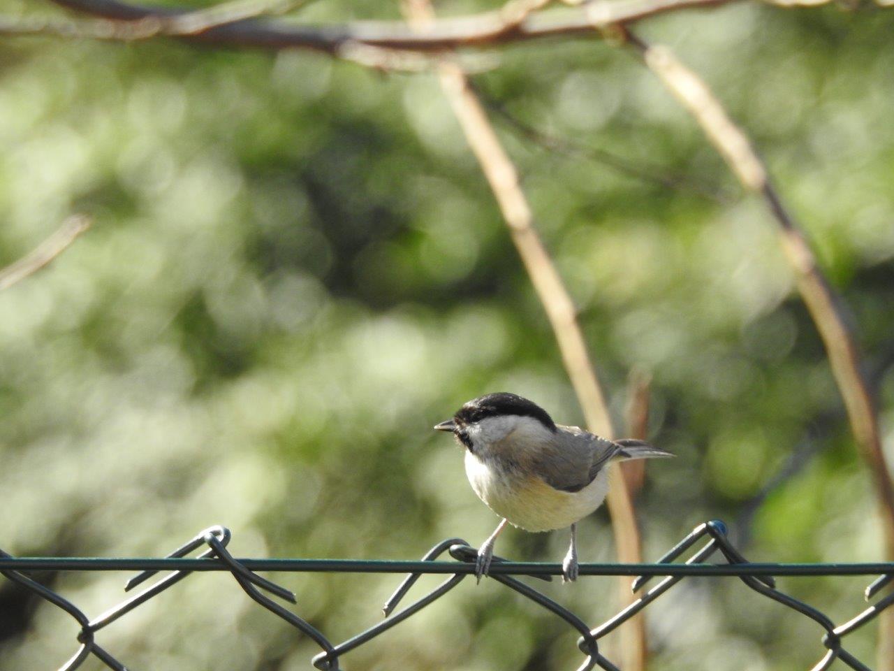 Cincia mora (Periparus ater) e   Cincia bigia (Poecile palustris)